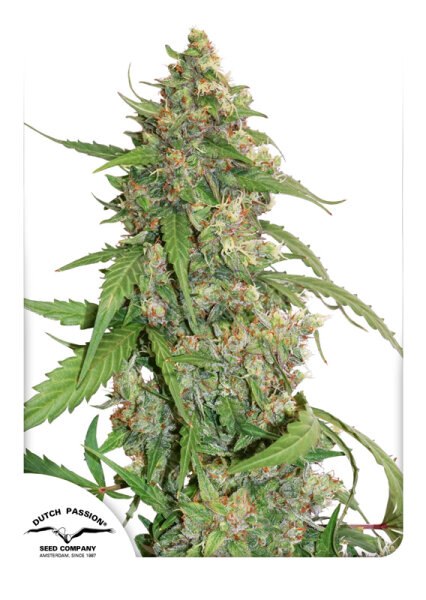 Dutch Passion CBD Auto Compassion Lime Hanfsamen Feminisiert 7 Stk.