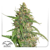 Dutch Passion CBD Auto Compassion Lime Hanfsamen...