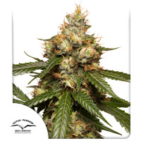 Dutch Passion Auto THC-Victory Hanfsamen Autoflowering 3...