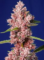 Sweet Seeds Tropicanna Poison F1 Fast Version Hanfsamen...