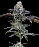 Barneys Farm Blue Dream Hanfsamen Feminisiert 3 Stk.