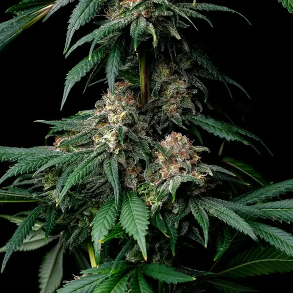 Barneys Farm Mendo Breath Hanfsamen Feminisiert 3 Stk.