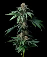 Barneys Farm Mendo Breath Hanfsamen Feminisiert 3 Stk.