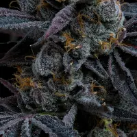 1+1 GRATIS AKTION Barneys Farm White Runtz Hanfsamen...