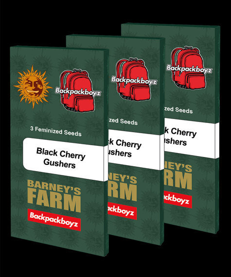 Barneys Farm Black Cherry Gusher Hanfsamen Feminisiert 3 Stk.