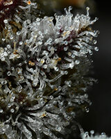 Barneys Farm Lemon Cherry Gelato Hanfsamen Feminisiert 5...