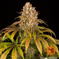 Barneys Farm Lemon Tree Hanfsamen Feminisiert 3 Stk.