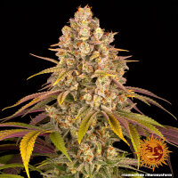 Barneys Farm Lemon Tree Hanfsamen Feminisiert 3 Stk.