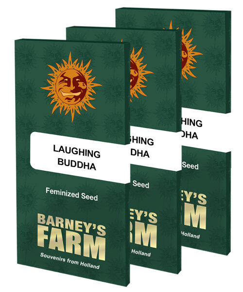 Barneys Farm Laughing Buddha Hanfsamen Feminisiert 3 Stk.