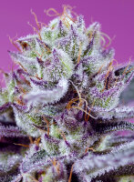 Sweet Seeds Diablo´s Delight XL Hanfsamen...