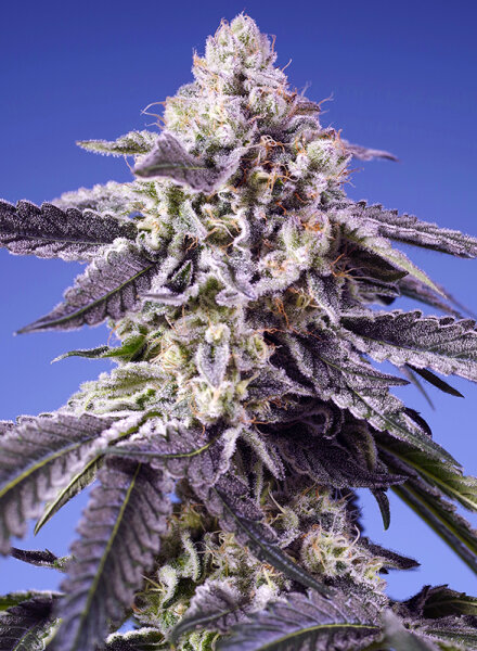 Sweet Seeds Permanent Jealousy XL Hanfsamen Autoflowering 3+1 Stk.
