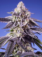 Sweet Seeds Permanent Jealousy XL Hanfsamen Autoflowering...