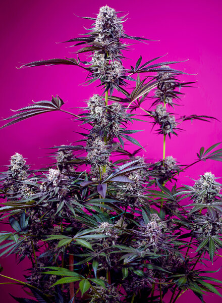 Sweet Seeds Studio 54 Stardust Hanfsamen Autoflowering 3+1 Stk.