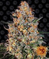 1x1 GRATIS AKTION Barneys Farm Bubba Kush Hanfsamen...