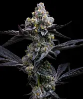 Barneys Farm Garlic Cookies Hanfsamen Feminisiert 5 Stk.