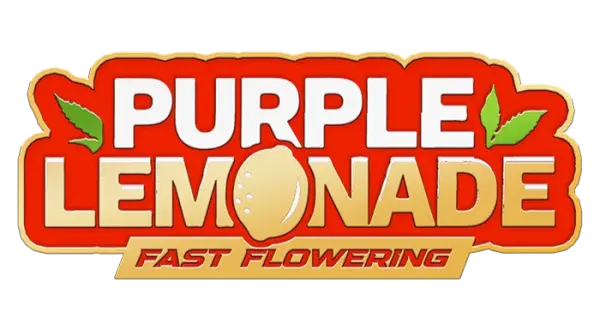 Fast Buds Purple Lemonade Fast Flowering Hanfsamen 3 Stk.