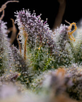 Barneys Farm AK-47 Hanfsamen Feminisiert 3 Stk.