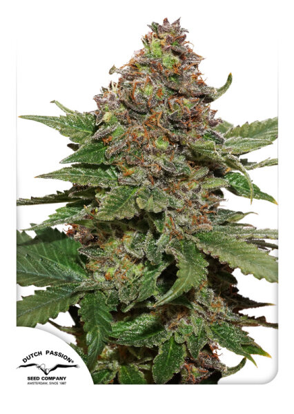 Dutch Passion Strawberry Cough Hanfsamen Feminisiert 5 Stk.