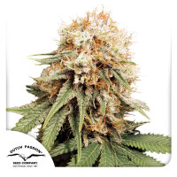 Dutch Passion White Widow Hanfsamen Feminisiert 5 Stk.